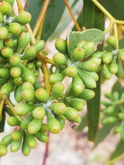 Eucalyptus loxophleba supralaevis