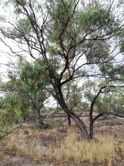Eucalyptus loxophleba supralaevis