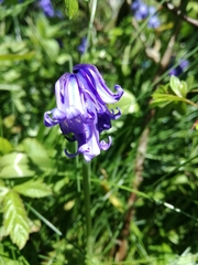Hyacinthoides non-scripta