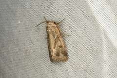 Spodoptera depravata