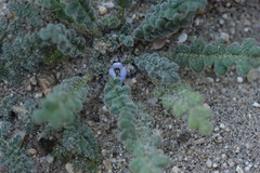 Phacelia stellaris