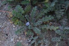 Phacelia stellaris