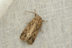 Spodoptera depravata