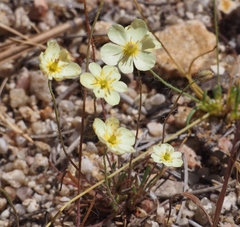 Hesperomecon linearis