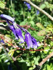 Hyacinthoides non-scripta