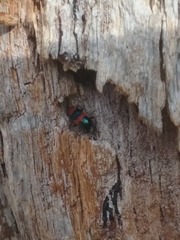 Dicranolaius bellulus