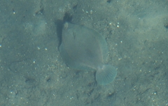 Pleuronichthys