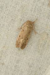 Spodoptera depravata