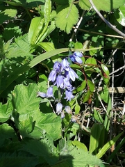 Hyacinthoides non-scripta