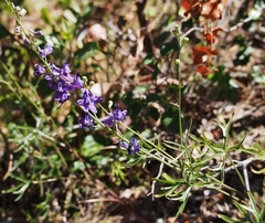 Delphinium parryi