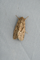 Spodoptera depravata