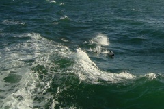 Cephalorhynchus commersonii