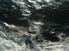 Cephalorhynchus commersonii