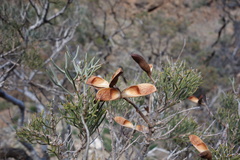 Hakea ednieana