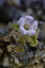 Phacelia stellaris