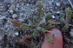 Phacelia stellaris