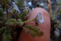 Phacelia stellaris