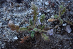 Phacelia stellaris