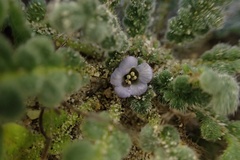 Phacelia stellaris