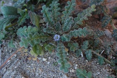 Phacelia stellaris