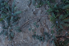 Phacelia stellaris