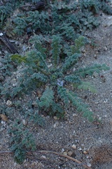 Phacelia stellaris