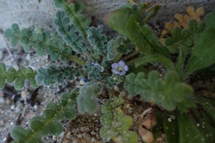 Phacelia stellaris