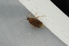 Cimicicapsus koreanus