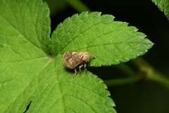 Dentatissus damnosus
