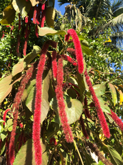 Acalypha hispida