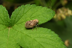 Dentatissus damnosus