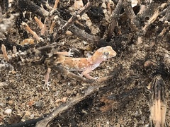 Pachydactylus latirostris