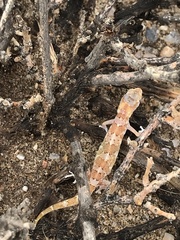 Pachydactylus latirostris