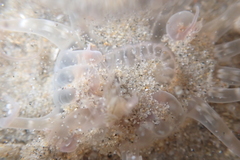 Harenactis attenuata