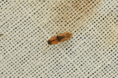 Aeoloderma agnata