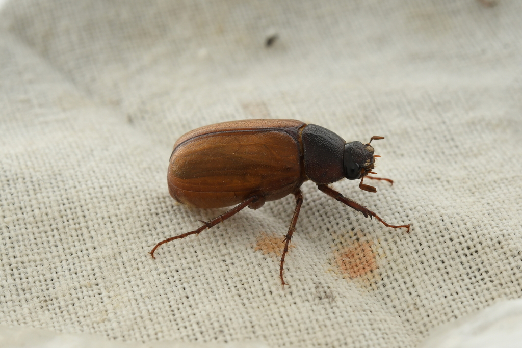 Sophrops heydeni