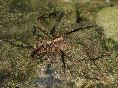 Heteropoda amphora