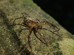 Heteropoda amphora