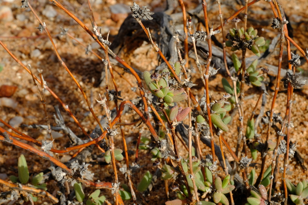 Antimima vanzylii