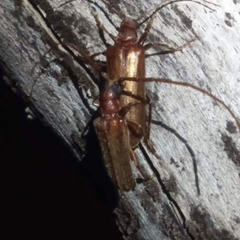 Philus antennatus
