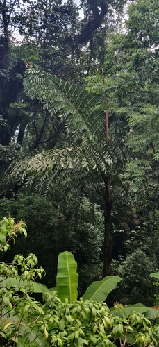 Image of Caryota obtusa by (c) T R Shankar Raman, some rights reserved (CC BY)