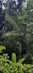 Caryota obtusa