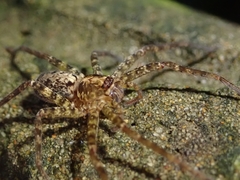 Heteropoda amphora