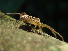 Heteropoda amphora