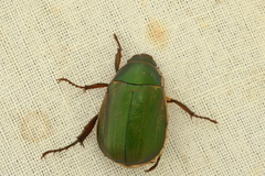 Anomala corpulenta