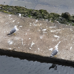 Larus crassirostris