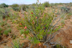 Hermannia stricta