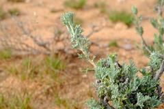 Euryops subcarnosus vulgaris