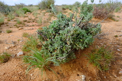 Euryops subcarnosus vulgaris