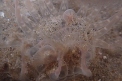 Harenactis attenuata